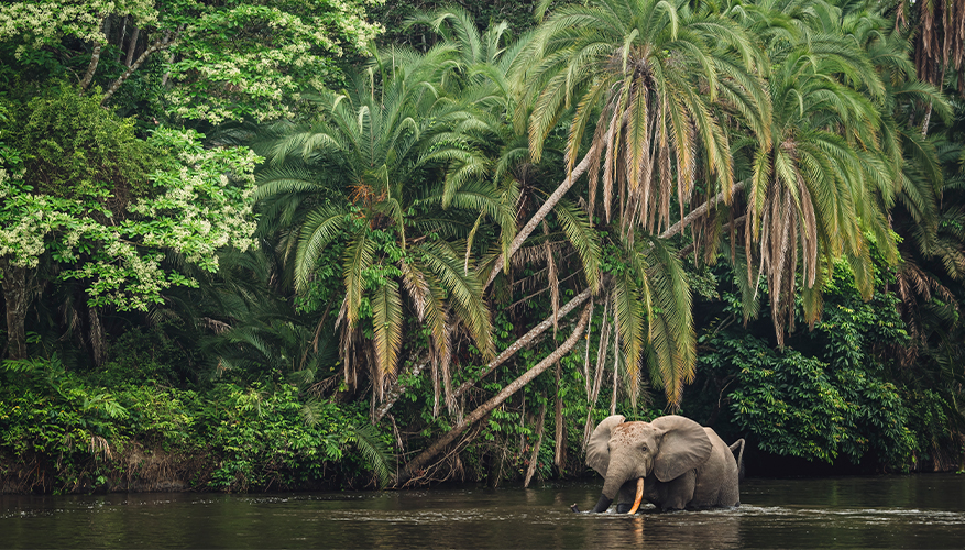 Congo Basin, Africa